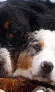 Preview wallpaper dog, couple, embrace, australian shepherd