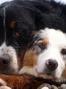 Preview wallpaper dog, couple, embrace, australian shepherd