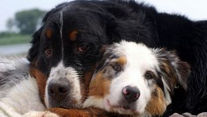 Preview wallpaper dog, couple, embrace, australian shepherd