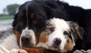 Preview wallpaper dog, couple, embrace, australian shepherd