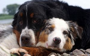 Preview wallpaper dog, couple, embrace, australian shepherd