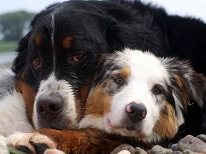 Preview wallpaper dog, couple, embrace, australian shepherd