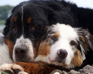 Preview wallpaper dog, couple, embrace, australian shepherd