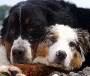 Preview wallpaper dog, couple, embrace, australian shepherd