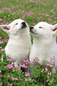Preview wallpaper dog, couple, grass, flowers, field, tenderness