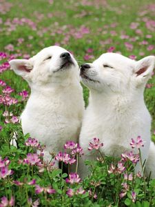 Preview wallpaper dog, couple, grass, flowers, field, tenderness