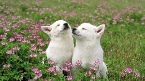 Preview wallpaper dog, couple, grass, flowers, field, tenderness