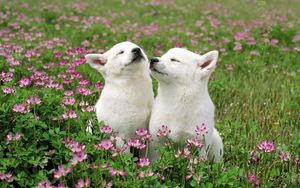 Preview wallpaper dog, couple, grass, flowers, field, tenderness