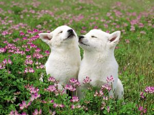 Preview wallpaper dog, couple, grass, flowers, field, tenderness