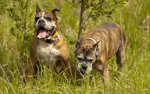 Preview wallpaper dog, couple, grass, walk