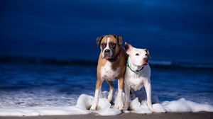 Preview wallpaper dog, couple, sea, waves, beach