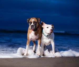 Preview wallpaper dog, couple, sea, waves, beach