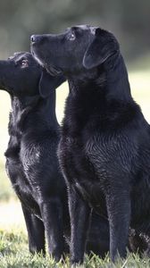 Preview wallpaper dog, couple, watching, grass