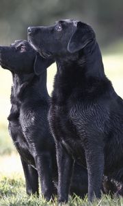 Preview wallpaper dog, couple, watching, grass