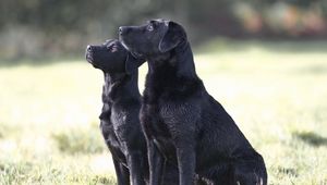 Preview wallpaper dog, couple, watching, grass