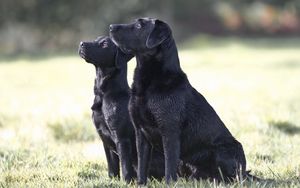 Preview wallpaper dog, couple, watching, grass