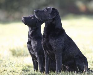 Preview wallpaper dog, couple, watching, grass