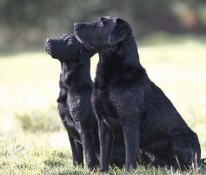 Preview wallpaper dog, couple, watching, grass