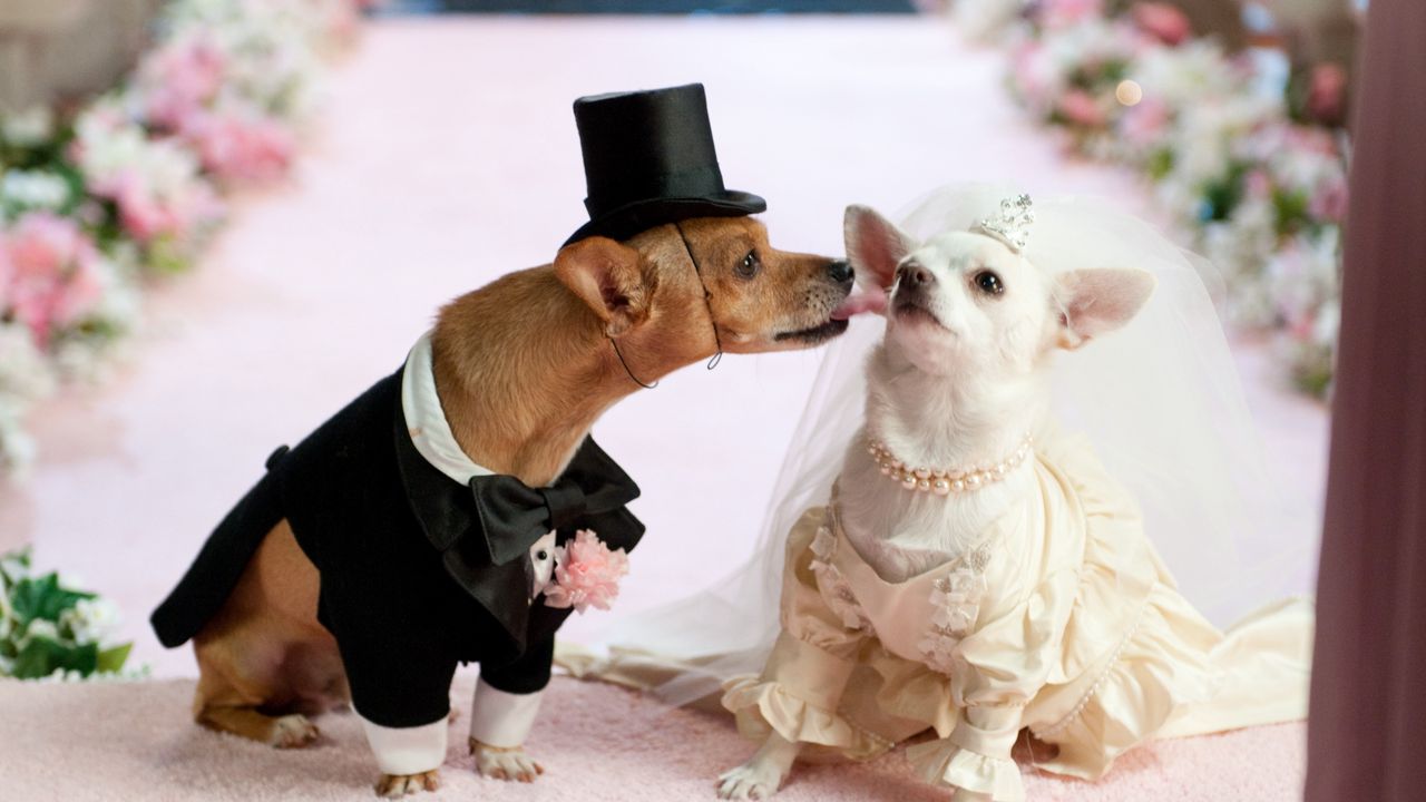 Wallpaper dog, couple, wedding, dress