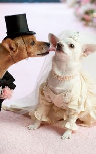 Preview wallpaper dog, couple, wedding, dress