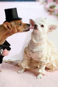 Preview wallpaper dog, couple, wedding, dress