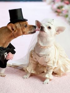 Preview wallpaper dog, couple, wedding, dress