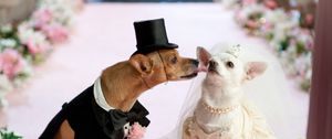 Preview wallpaper dog, couple, wedding, dress