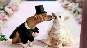 Preview wallpaper dog, couple, wedding, dress