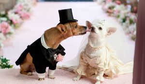 Preview wallpaper dog, couple, wedding, dress