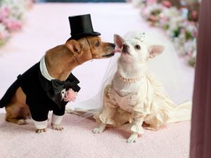 Preview wallpaper dog, couple, wedding, dress