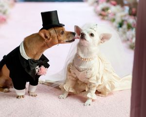 Preview wallpaper dog, couple, wedding, dress