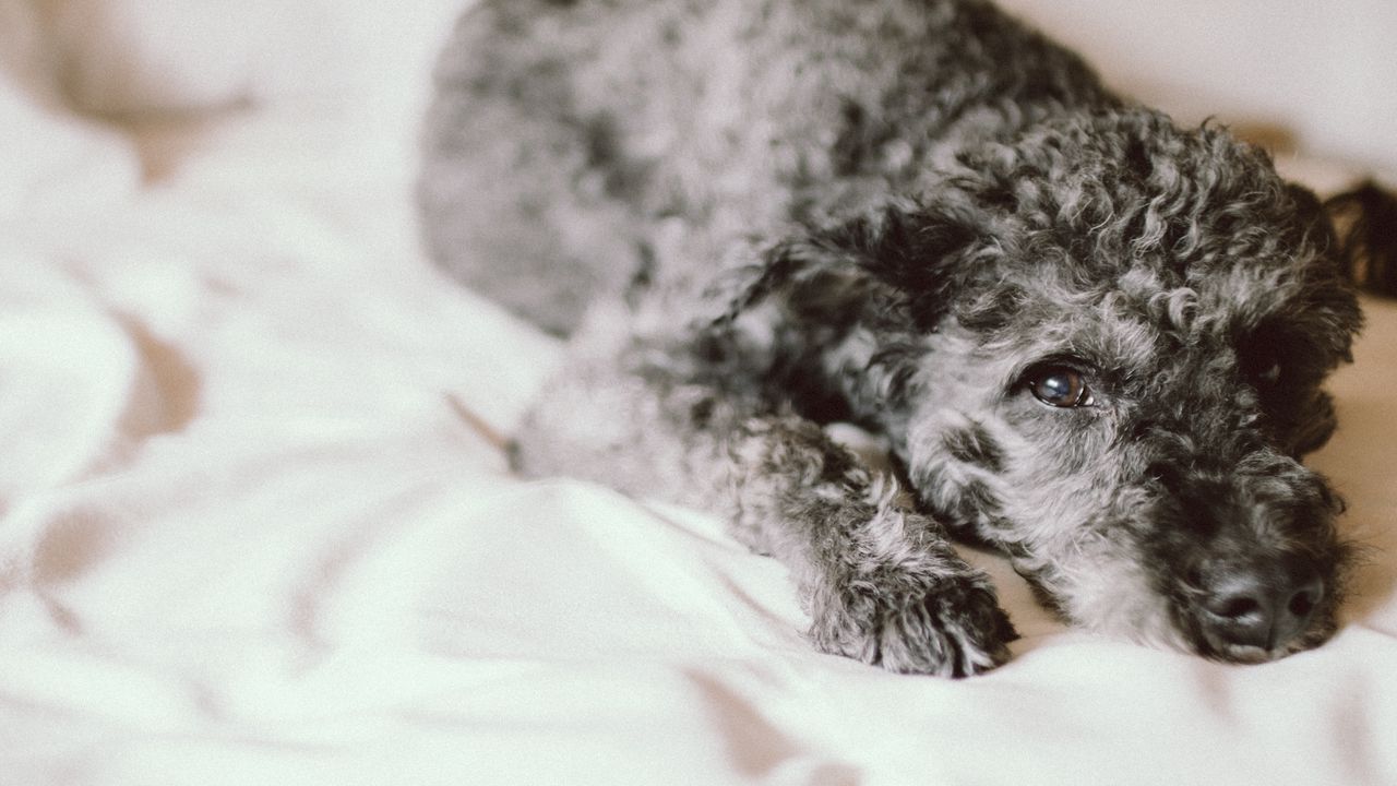 Wallpaper dog, curly, lying, muzzle