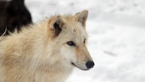 Preview wallpaper dog, cute, animal, white