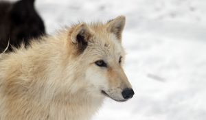 Preview wallpaper dog, cute, animal, white