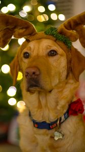 Preview wallpaper dog, cute, new year, christmas, santa claus, deer, pet, holiday