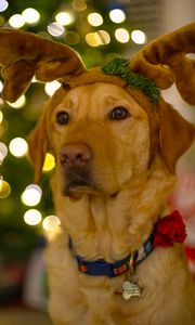 Preview wallpaper dog, cute, new year, christmas, santa claus, deer, pet, holiday