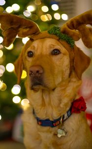 Preview wallpaper dog, cute, new year, christmas, santa claus, deer, pet, holiday