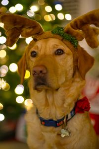 Preview wallpaper dog, cute, new year, christmas, santa claus, deer, pet, holiday