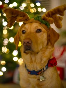 Preview wallpaper dog, cute, new year, christmas, santa claus, deer, pet, holiday