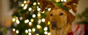 Preview wallpaper dog, cute, new year, christmas, santa claus, deer, pet, holiday