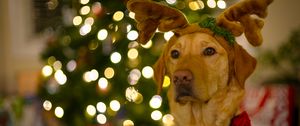 Preview wallpaper dog, cute, new year, christmas, santa claus, deer, pet, holiday