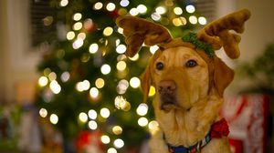 Preview wallpaper dog, cute, new year, christmas, santa claus, deer, pet, holiday
