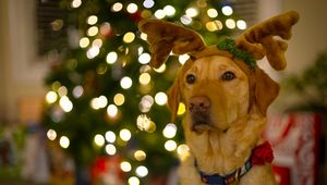 Preview wallpaper dog, cute, new year, christmas, santa claus, deer, pet, holiday