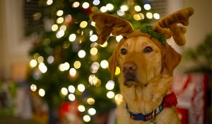Preview wallpaper dog, cute, new year, christmas, santa claus, deer, pet, holiday