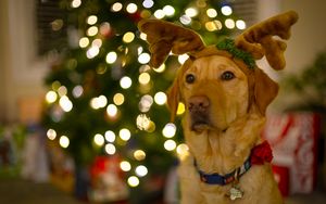 Preview wallpaper dog, cute, new year, christmas, santa claus, deer, pet, holiday