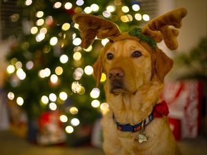 Preview wallpaper dog, cute, new year, christmas, santa claus, deer, pet, holiday