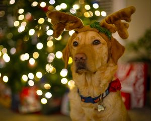 Preview wallpaper dog, cute, new year, christmas, santa claus, deer, pet, holiday