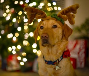 Preview wallpaper dog, cute, new year, christmas, santa claus, deer, pet, holiday