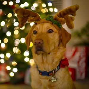 Preview wallpaper dog, cute, new year, christmas, santa claus, deer, pet, holiday