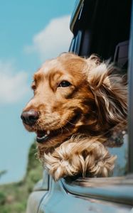 Preview wallpaper dog, cute, pet, car, window